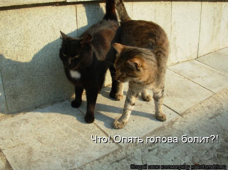 Котоматрица: Что! Опять голова болит?!