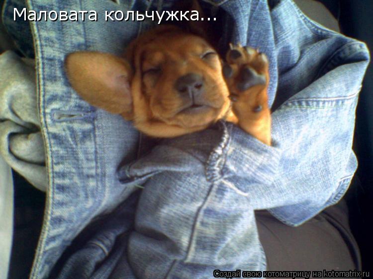 Котоматрица: Маловата кольчужка...
