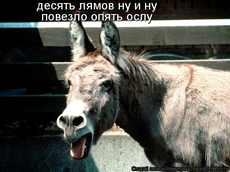 Котоматрица: повезло опять ослу десять лямов ну и ну