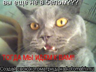 Котоматрица: вы ещё не в белом??? ТОГДА МЫ ИДЕМ К ВАМ!!
