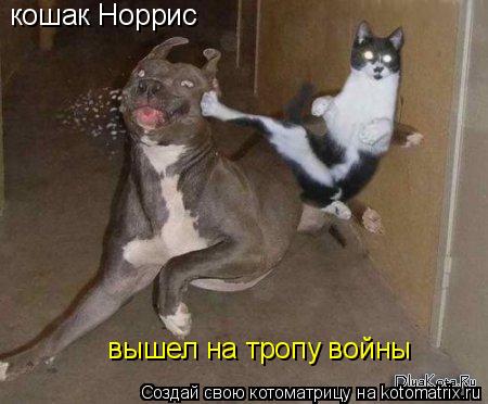 Котоматрица: кошак Норрис вышел на тропу войны