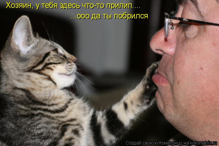 Котоматрица: Хозяин, у тебя здесь что-то прилип.... ...ооо да ты побрился