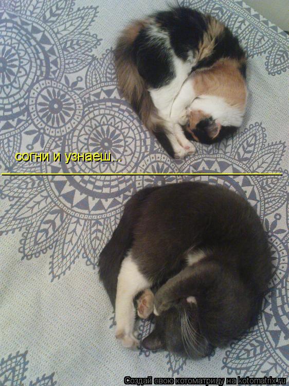 Котоматрица: _____________________________________ согни и узнаеш...