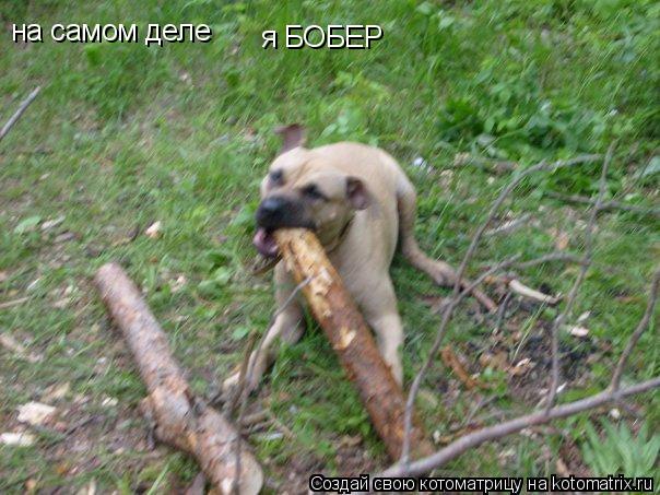 Котоматрица: на самом деле я БОБЕР