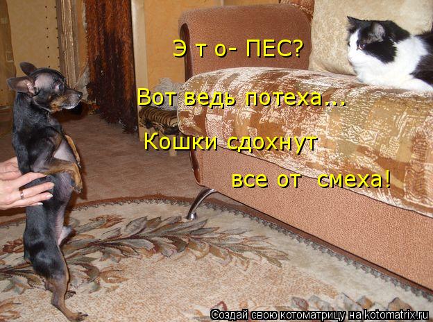 Котоматрица: Э т о- ПЕС? Вот ведь потеха... Кошки сдохнут  все от  смеха!