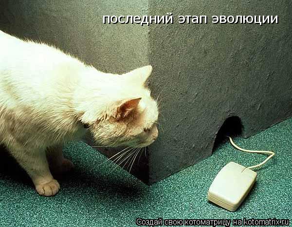 Котоматрица: последний этап эволюции