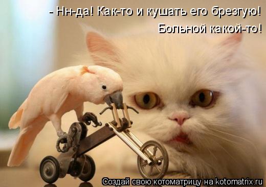 Котоматрица: - Нн-да! Как-то и кушать его брезгую!  Больной какой-то!