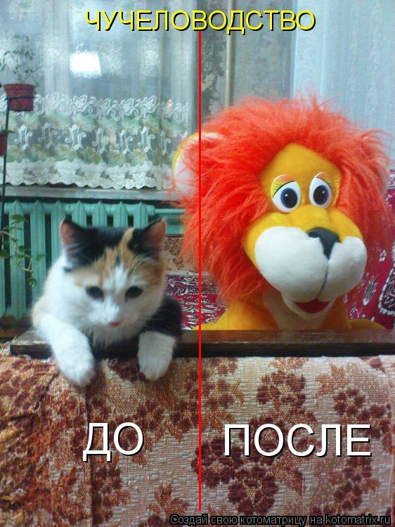 Котоматрица: ДО ПОСЛЕ ______________________________________ ЧУЧЕЛОВОДСТВО