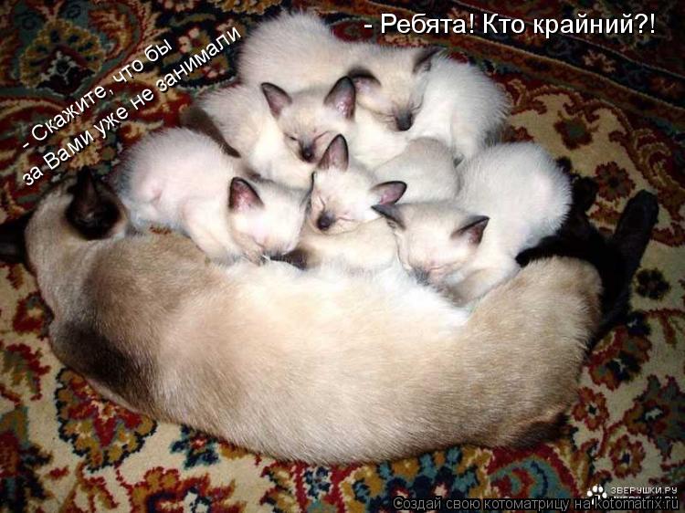 Котоматрица: - Ребята! Кто крайний?! - Скажите, что бы за Вами уже не занимали - Скажите, что бы  за Вами уже не занимали