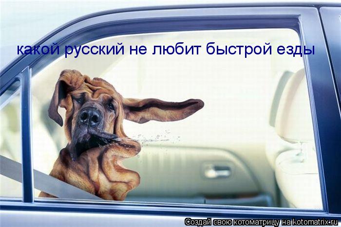 Котоматрица: какой русский не любит быстрой езды