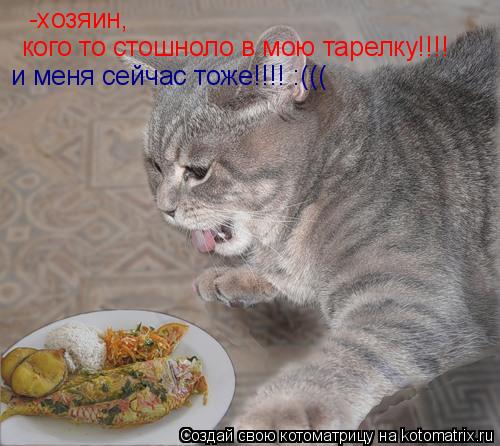 Котоматрица: -хозяин, кого то стошноло в мою тарелку!!!! и меня сейчас тоже!!!! :(((