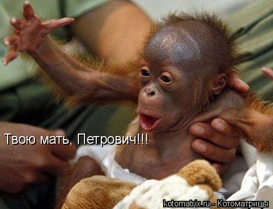 Котоматрица: Твою мать, Петрович!!!
