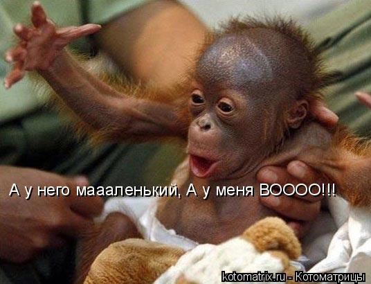 Котоматрица: А у него маааленький, А у меня ВОООО!!!