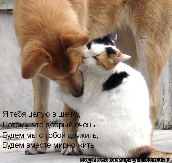 Котоматрица: Я тебя целую в щечку, Потому, что добрый очень. Будем мы с тобой дружить,  Будем вместе мирно жить,