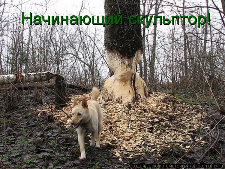 Котоматрица: Начинающий скульптор!