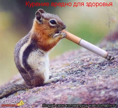 Котоматрица: Курение вредно для здоровья