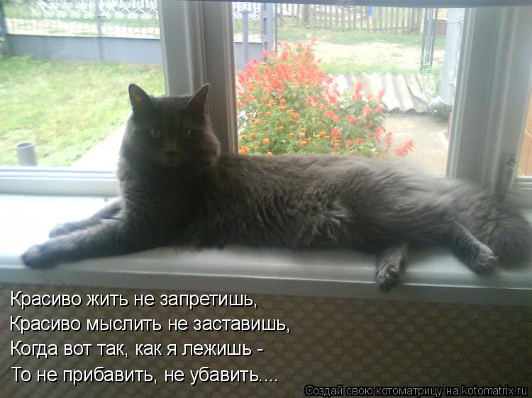 Котоматрица: Красиво жить не запретишь, Красиво мыслить не заставишь, Когда вот так, как я лежишь -  То не прибавить, не убавить....