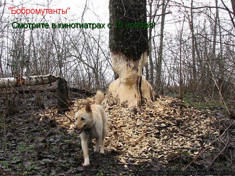 Котоматрица: "Бобромутанты" Смотрите в кинотиатрах с 15 ноября!