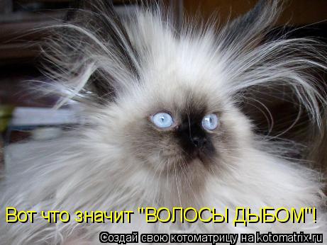 Котоматрица: Вот что значит "ВОЛОСЫ ДЫБОМ"!