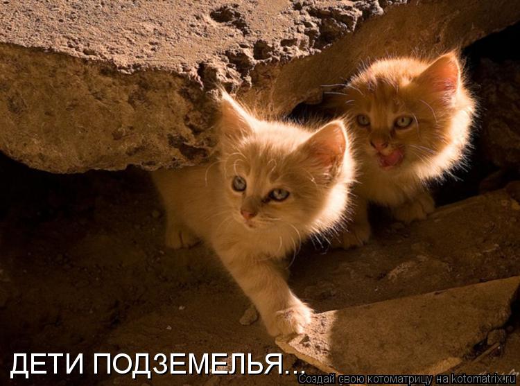 Котоматрица: ДЕТИ ПОДЗЕМЕЛЬЯ...