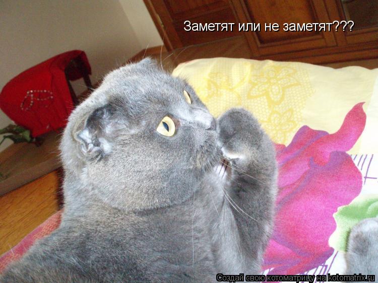 Котоматрица: Заметят или не заметят???
