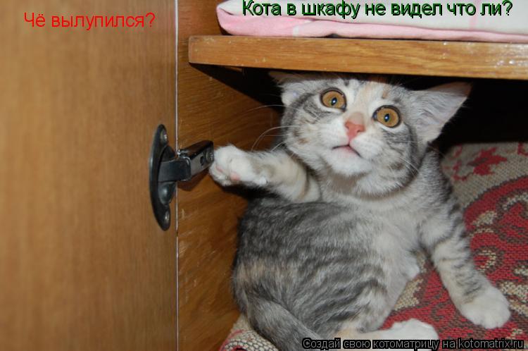 Котоматрица: Чё вылупился? Кота в шкафу не видел что ли?
