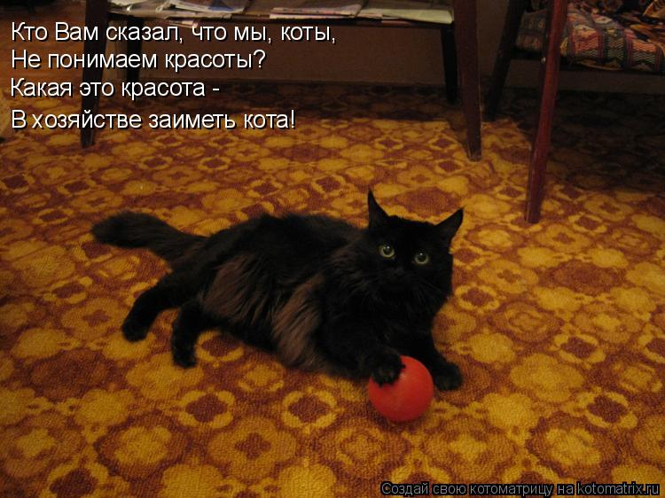 Котоматрица: Кто Вам сказал, что мы, коты, Не понимаем красоты? Какая это красота -  В хозяйстве заиметь кота!