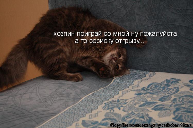 Котоматрица: хозяин поиграй со мной ну пожалуйста а то сосиску отгрызу...