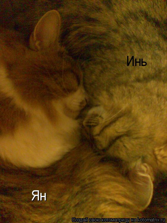 Котоматрица: Инь Ян