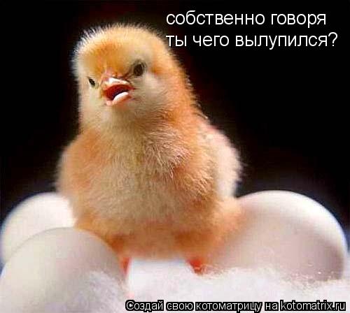 собственно говоря ты чего вылупился?... Котоматрица: собственно говоря ты чего вылупился?