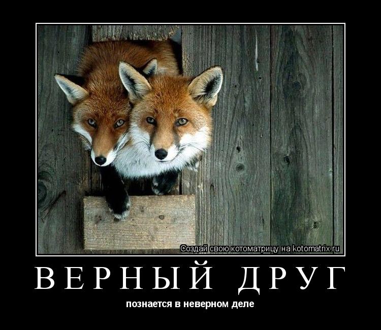 Котоматрица: верный друг познается в неверном деле