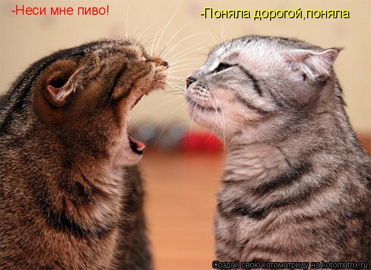 Котоматрица: -Неси мне пиво! -Поняла дорогой,поняла