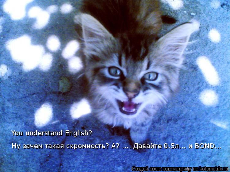 Котоматрица: Ну зачем такая скромность? А? .... Давайте 0.5л... и BOND... You understand English?