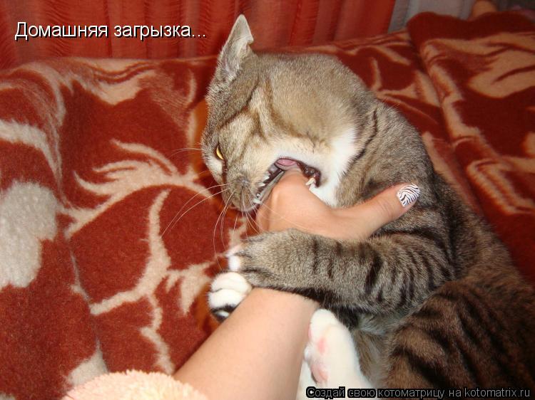 Котоматрица: Домашняя загрызка...