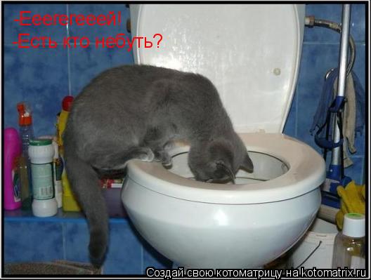 Котоматрица: -Ееегегееей! -Есть кто небуть?