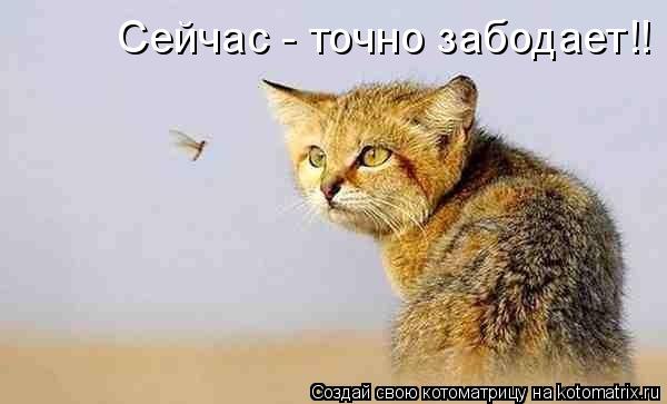 Котоматрица: Cейчас - точно забодает!!