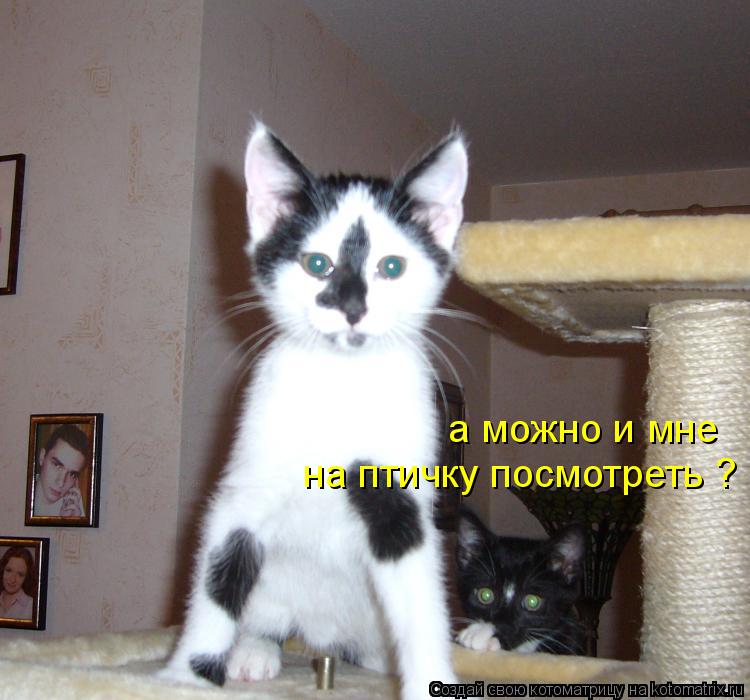 Котоматрица: а можно и мне  на птичку посмотреть ?
