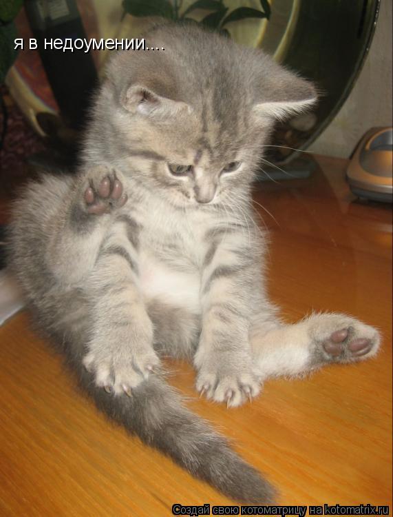 Котоматрица: я в недоумении....
