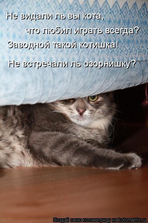 Котоматрица: Не видали ль вы кота, что любил играть всегда? Заводной такой котишка! Не встречали ль озорнишку?