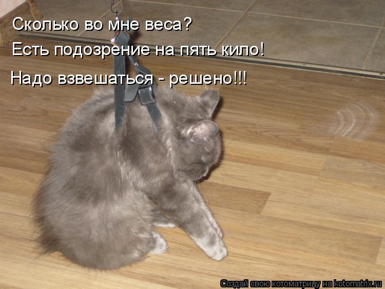 Котоматрица: Сколько во мне веса? Есть подозрение на пять кило! Надо взвешаться - решено!!!