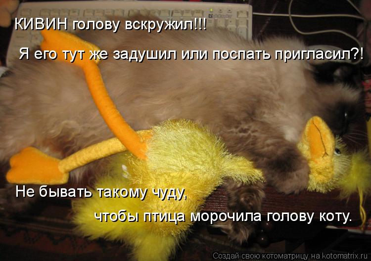 Котоматрица: КИВИН голову вскружил!!!  Я его тут же задушил или поспать пригласил?! Не бывать такому чуду,  чтобы птица морочила голову коту.