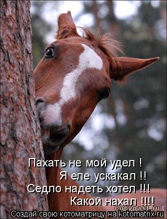 Котоматрица: Пахать не мой удел ! Я еле ускакал !! Седло надеть хотел !!! Какой нахал !!!!