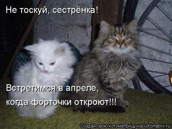 Котоматрица: Не тоскуй, сестрёнка!  Встретимся в апреле, когда форточки откроют!!!