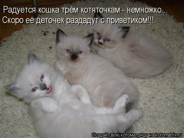 Котоматрица: Радуется кошка трём котяточкам - немножко... Скоро её деточек раздадут с приветиком!!!