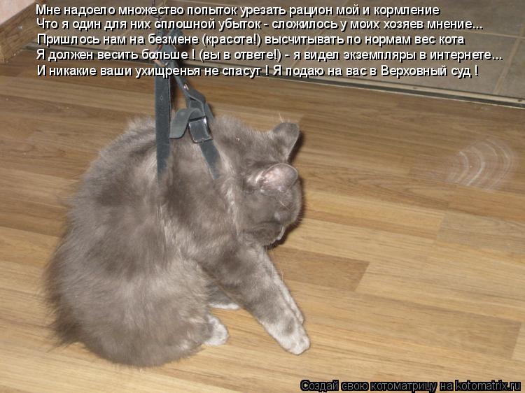 Котоматрица: Я должен весить больше ! (вы в ответе!) - я видел экземпляры в интернете... Пришлось нам на безмене (красота!) высчитывать по нормам вес кота И н