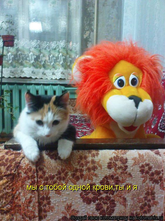 Котоматрица: мы с тобой одной крови,ты и я