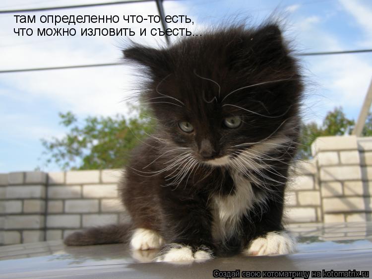 Котоматрица: там определенно что-то есть,  что можно изловить и съесть...