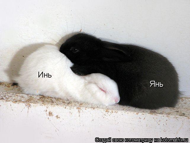 Котоматрица: Инь Янь