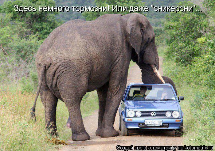 Котоматрица: Здесь немного тормозни! Или даже "сникерсни"...