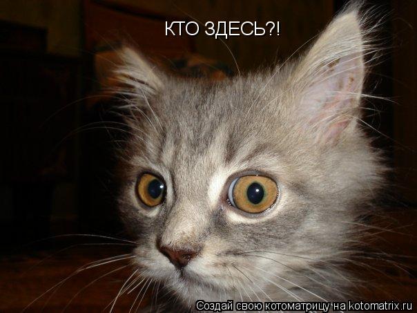 Котоматрица: КТО ЗДЕСЬ?!